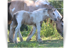 ~Northern Lights Tempt Me Again~ "Siren" '19 Buckskin Tobiano Filly by Charlie - SD